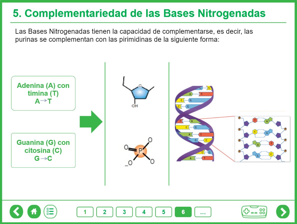 Pantalla de una lección de biología sobre la complementariedad de las bases nitrogenadas: adenina con timina y guanina con citosina